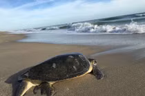 Rùa xanh bị xẻ thịt bán ở chợ Kiên Giang quý hiếm cỡ nào?