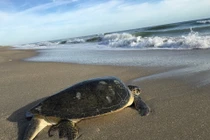 Rùa xanh bị xẻ thịt bán ở chợ Kiên Giang quý hiếm cỡ nào?