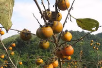 Ngắm vườn hồng trĩu quả thu bạc triệu trên đất Lạng Sơn