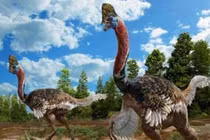 Loài chim độc đoán nhất trong thế giới