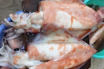 Hai loại mực khổng lồ “cháy hàng” ở Việt Nam giá thế nào?