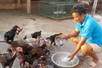 Nhà nông cho gà uống nước đá để chống nắng nóng 41 độ