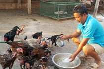 Nhà nông cho gà uống nước đá để chống nắng nóng 41 độ