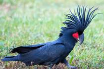 5 loài chim đắt nhất hành tinh được nuôi làm thú cưng