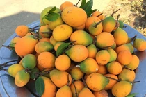 Loại quả dại giờ là đặc sản được “săn lùng”, giá 210.000 đồng/kg