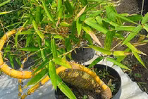 Mê tít dàn bonsai tre trúc đẹp kiệt xuất