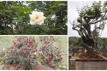 Những cây hồng cổ nổi tiếng ở Việt Nam