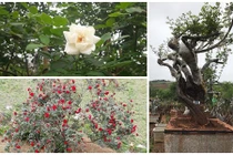 Những cây hồng cổ nổi tiếng ở Việt Nam