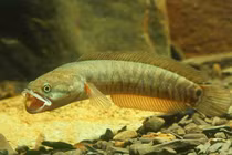 Đặc sản tiến vua nghe tên “ngượng chín mặt” được dân phố lùng mua 