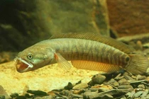 Đặc sản tiến vua nghe tên “ngượng chín mặt” được dân phố lùng mua 