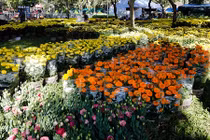 Tắc hình gà rao bán 4 triệu, nhà vườn vẫn lo lỗ vốn