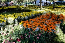 Tắc hình gà rao bán 4 triệu, nhà vườn vẫn lo lỗ vốn