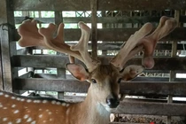 Con hươu lạ mọc cặp nhung có 1-0-2, khách trả gần nửa tỷ không mua được