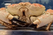 Tò mò cua quái vật 17kg về Việt Nam đắt ngang con bò