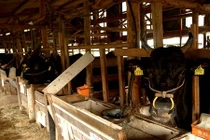 Bò Wagyu Nhật Bản đắt ngang siêu xe được nuôi thế nào?