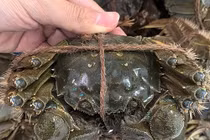 Sự thật ngã ngửa loại cua “nhà giàu” bán tràn lan chỉ 45.000 đồng/con