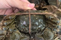 Sự thật ngã ngửa loại cua “nhà giàu” bán tràn lan chỉ 45.000 đồng/con