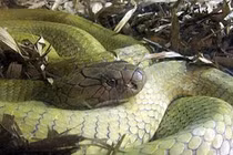 Rắn khổng lồ trên đảo Phú Quốc qua lời kể nhân chứng sống 