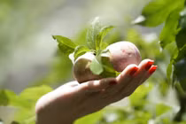 Mận hậu Ruby Sơn La vừa ra mắt ngon đặc biệt thế nào?