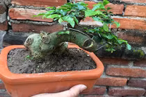 Mê tít những chậu bonsai duối mini siêu đẹp 