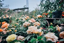 "Lạc trôi" giữa những vườn hồng cổ bạc tỷ ở Hà Nội