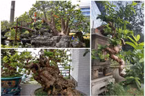 Đại gia Việt mê mẩn ổi bonsai độc nhất vô nhị giá tiền tỷ