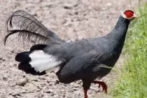 Độc lạ gà lôi tai xanh giá 15 triệu/cặp hút khách dịp Tết Nguyên Đán