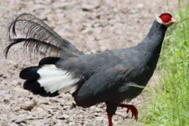 Độc lạ gà lôi tai xanh giá 15 triệu/cặp hút khách dịp Tết Nguyên Đán