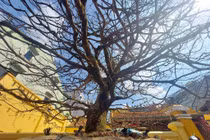 Những cây mai tiền tỷ đại gia săn lùng chơi Tết 2022