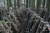 Nấm hương Nhật gần chục triệu đồng/kg hút khách có gì độc?