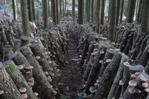 Nấm hương Nhật gần chục triệu đồng/kg hút khách có gì độc?