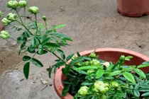 Mê mẩn bonsai hoa hồng xanh siêu độc chơi Tết 2018