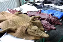 Hình ảnh rùng rợn khó tin trong trang trại nuôi cá sấu