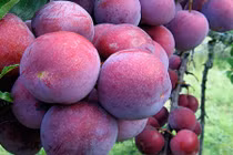 Thăm vườn mận bạc tỷ đỏ ối Hoàng Su Phì 