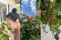 Cơ ngơi hoành tráng ngập rau trái của Kim Hiền ở Mỹ