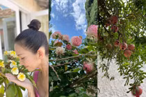 Cơ ngơi hoành tráng ngập rau trái của Kim Hiền ở Mỹ