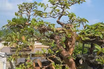 Ngắm ổi thế song hoành đại gia chi 2 tỷ không thể sở hữu