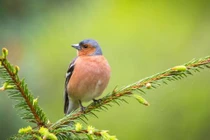 Ai sinh ngày Âm lịch này tốt lành đến cửa, quý nhân tới nhà