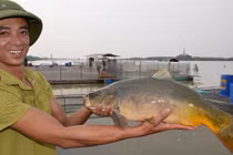 “Cá chép ma” kỳ dị ở Hải Dương đắt đỏ như thế nào?