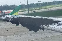 Kinh hoàng cảnh tượng máy bay khốn đốn vì bị ong "quây"