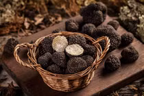 Tận mục loại nấm hơn 2 tỷ đồng/kg phải thuê chó săn tìm 