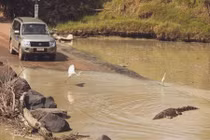 Úc: Đi qua cầu tràn, bị cá sấu lôi xuống sông cắn chết