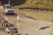 Úc: Đi qua cầu tràn, bị cá sấu lôi xuống sông cắn chết