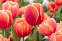 Lộc đến tận nhà: 3 con giáp nỗ lực được đền đáp 