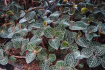 Giải mã “bí ẩn” loại cỏ kim cương mọc hoang dại, giá 20 triệu đồng/kg