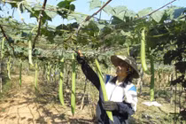 Những giàn mướp hương hái ra tiền của nông dân Việt