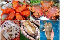 5 loại hải sản “nhà giàu” ở các vùng biển đảo Việt Nam 