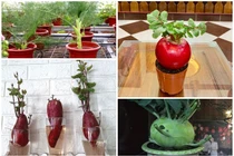 Củ cải đỏ, su hào, cà rốt lên đời thành bonsai chơi Tết