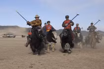 Vì sao bò Tây Tạng được coi là “báu vật” của vùng cao nguyên?