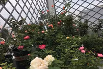 Không thể rời mắt vườn hồng kiều diễm của nữ doanh nhân xinh đẹp